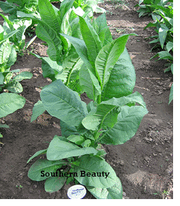 Southern Beauty Tobacco Plant